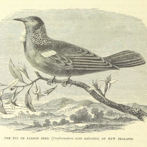 Tui Lab Logo – A Tui bird drawing from a very old book